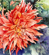 Dahlia