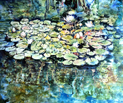 Kaloya Lilies