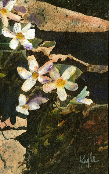 Northern Fairy Candelara 1
