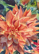 Orange Dahlia closeup
