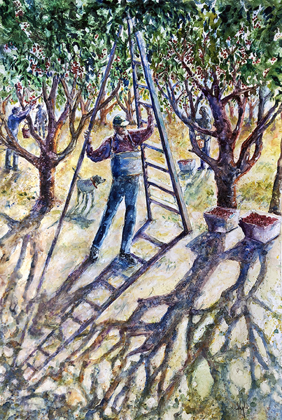 Picking Cherries