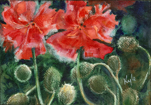 Red Poppies