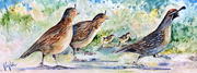 Running Quail