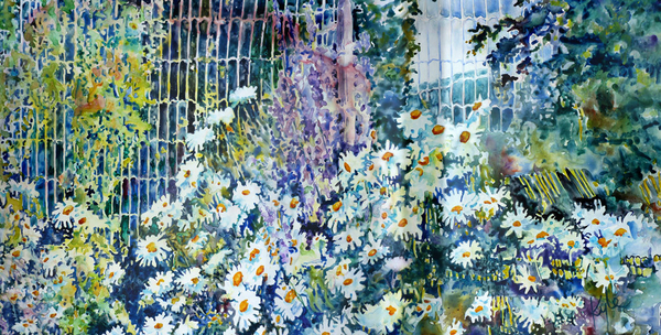 Shasta Daisies One