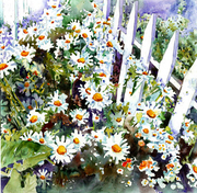 Shasta Daisies Two