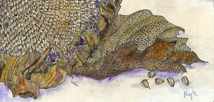 Sunflower Study  5