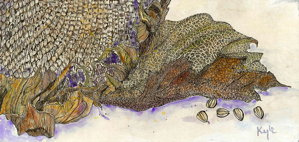 Sunflower Study  5
