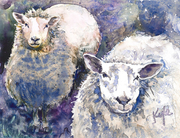 Two Ewe