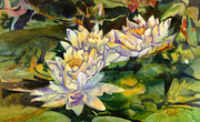 waterlilies