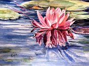 Waterlily