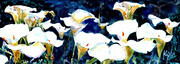 White Cala Lilies
